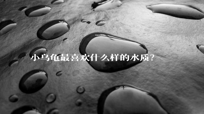 小乌龟最喜欢什么样的水质？