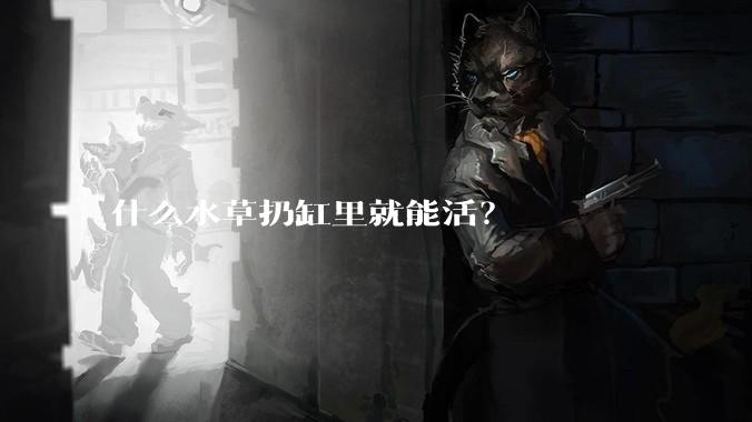 什么水草扔缸里就能活？