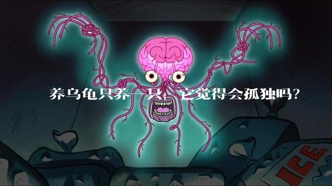 养乌龟只养一只，它觉得会孤独吗？