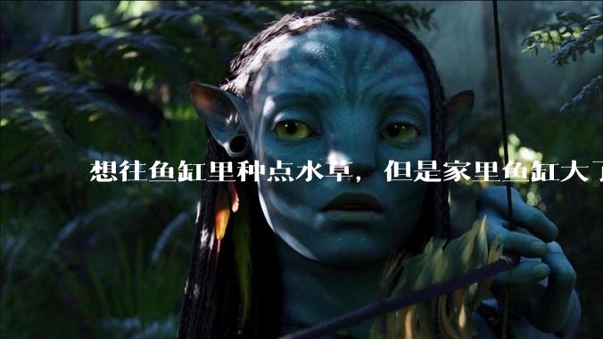 想往鱼缸里种点水草，但是家里鱼缸大了买水草泥或者底砂太贵了，有没有生活中可以替代的物品或其他建议？