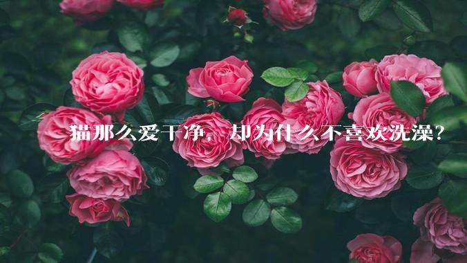 猫那么爱干净，却为什么不喜欢洗澡？